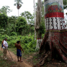 An enormous tree marks the gateway into the village of Demini. The tree was decorated in conjunction with the 20-year anniversary of their their own territory.  (Photo: Rainforest Foundation Norway / ISA Brazil)